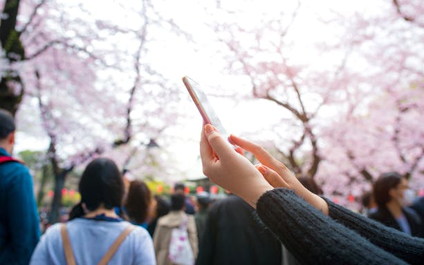 Hands holding a smartphone among cherry blossoms in Tokyo, Japan.