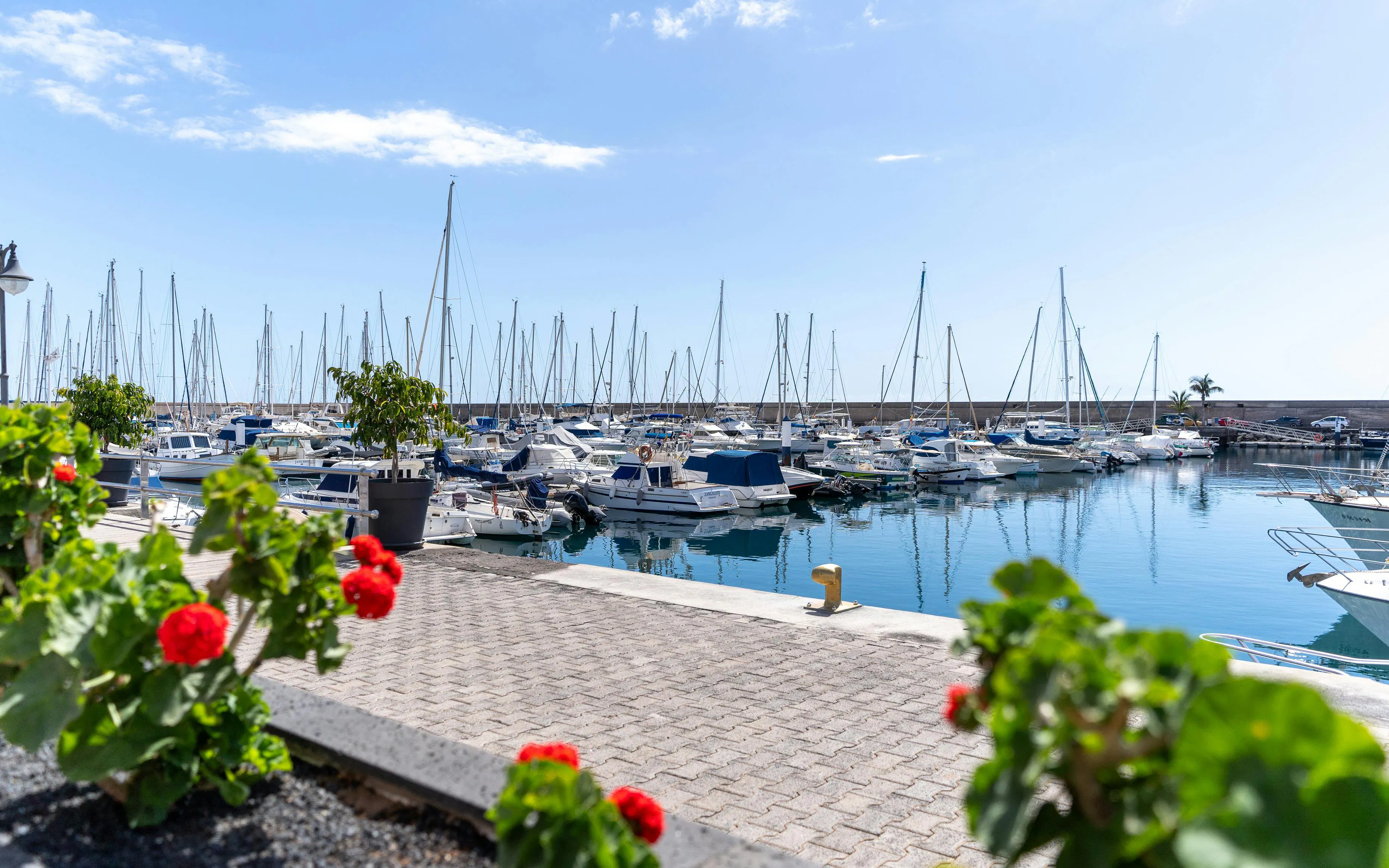 Boats docked at Puerto Calero marina with flowers in the foreground, Lanzarote.