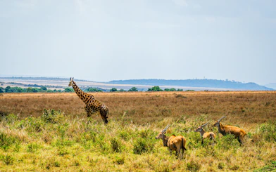 Giraffe and topi antelopes grazing in Maasai Mara savanna, Kenya.