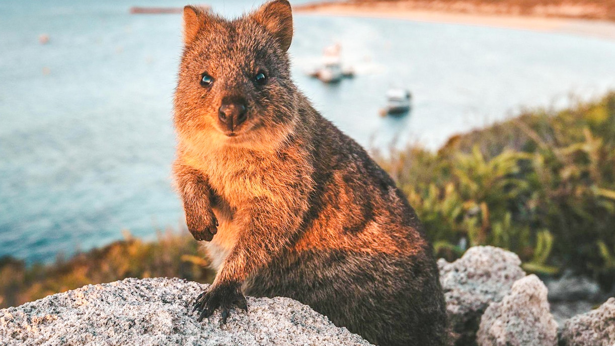 Quokka on Rottnest Island with ocean and boats in the background.