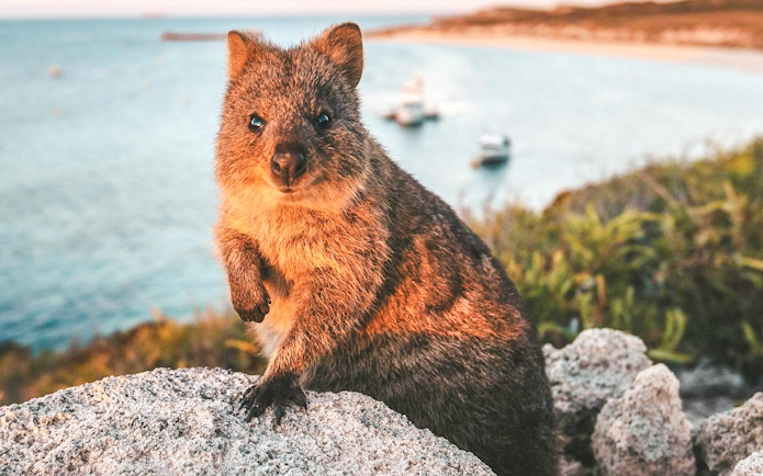 Quokka on Rottnest Island with ocean and boats in the background.