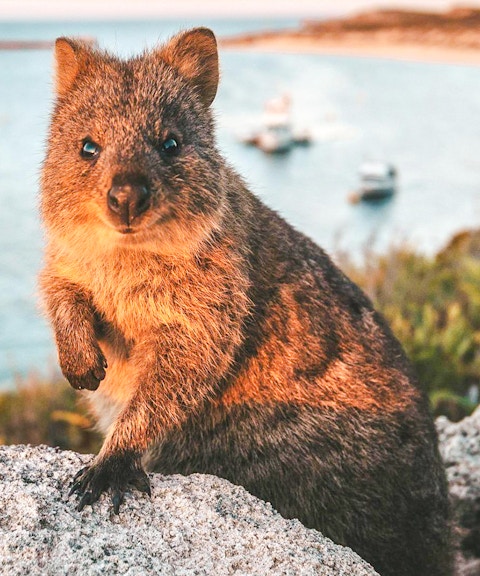 Quokka on Rottnest Island with ocean and boats in the background.