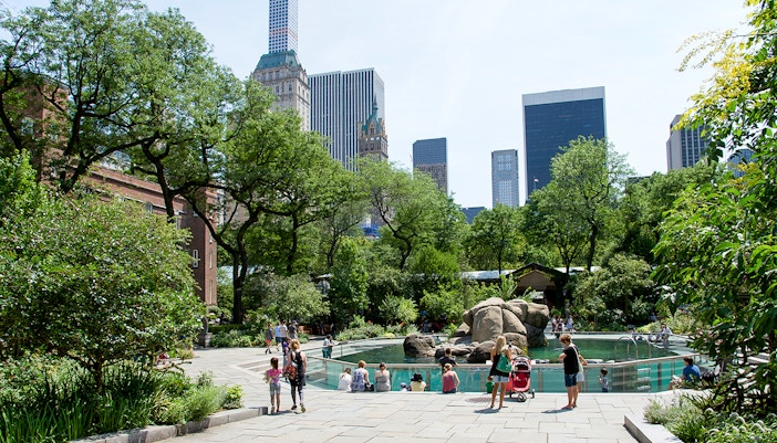 Sea lions swimming in Central Park Zoo exhibit, New York City.