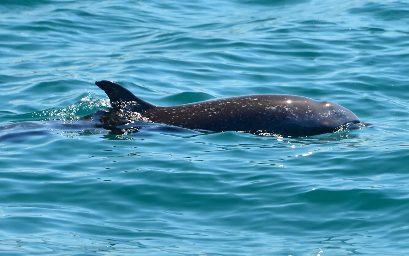 Dolphin swimming in clear waters during Manuel Antonio catamaran cruise.