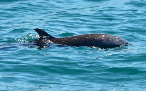 Dolphin swimming in clear waters during Manuel Antonio catamaran cruise.
