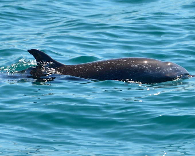 Manuel Antonio Catamaran Cruise with Snorkeling at Biesanz Bay and Onboard Barbecue Lunch (Product 53562)