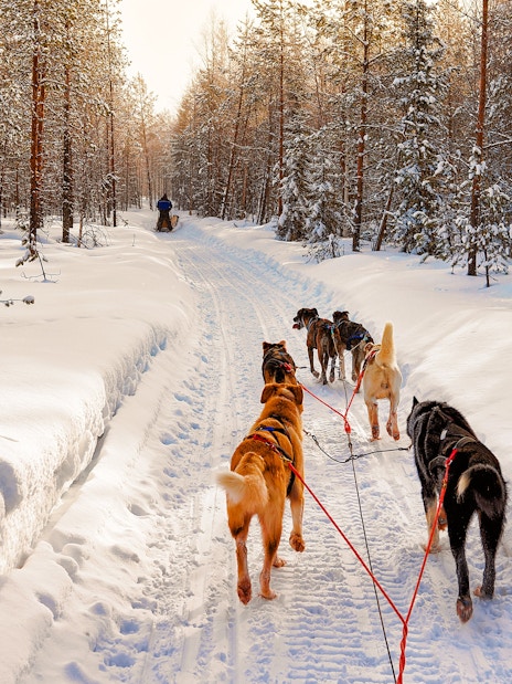 Husky sled team pulling through snowy forest in Lapland, Finland.