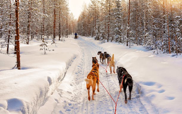 Husky sled team pulling through snowy forest in Lapland, Finland.