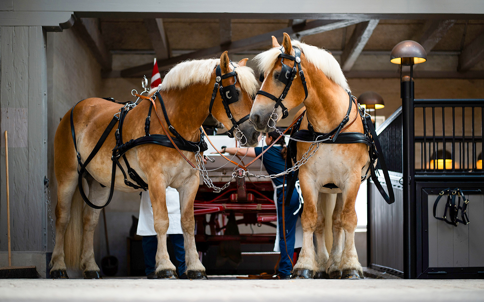 Two horses in harness inside the Carlsberg stables exhibit.