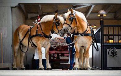 Two horses in harness inside the Carlsberg stables exhibit.