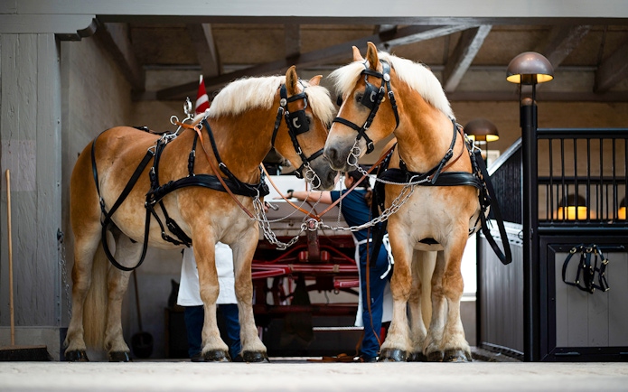 Two horses in harness inside the Carlsberg stables exhibit.