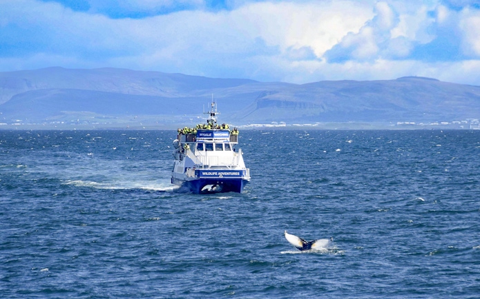 Whale watching boat in Akureyri with guests observing a whale tail in the sea.
