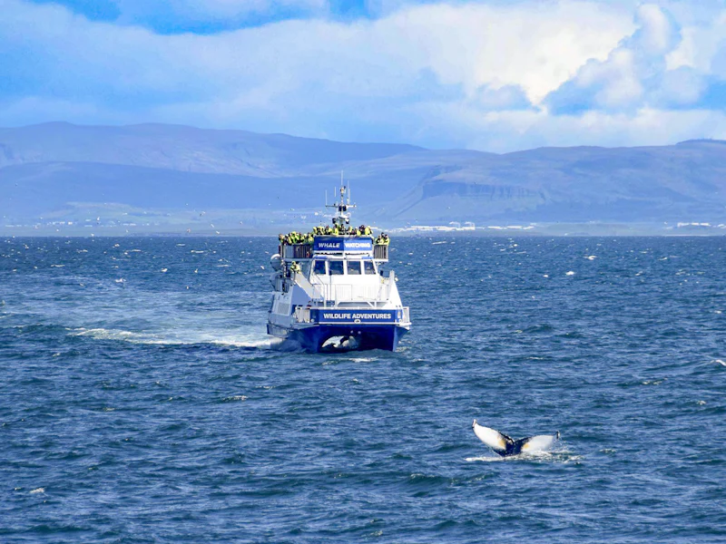 From Reykjavik Whale Watching Tours - Reykjavík