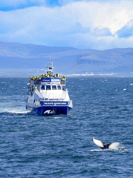 Whale watching boat in Akureyri with guests observing a whale tail in the sea.