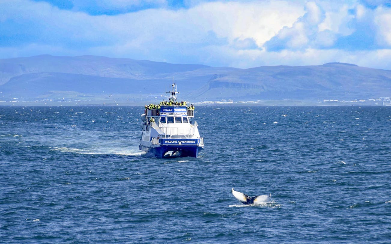 Whale watching boat in Akureyri with guests observing a whale tail in the sea.