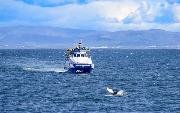 Whale watching boat in Akureyri with guests observing a whale tail in the sea.