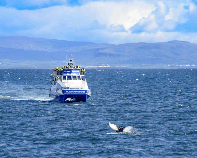 Reykjavik: Whale Watching Boat Tour