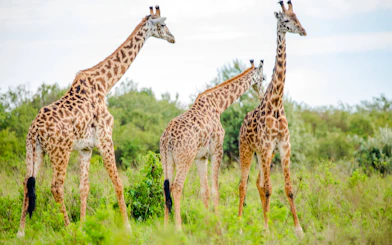 From Nairobi: 7-Day Masai Mara & Lake Nakuru Safari