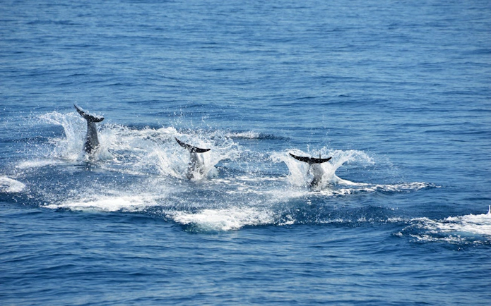 Dolphins diving in the ocean near Manuel Antonio during a catamaran cruise.