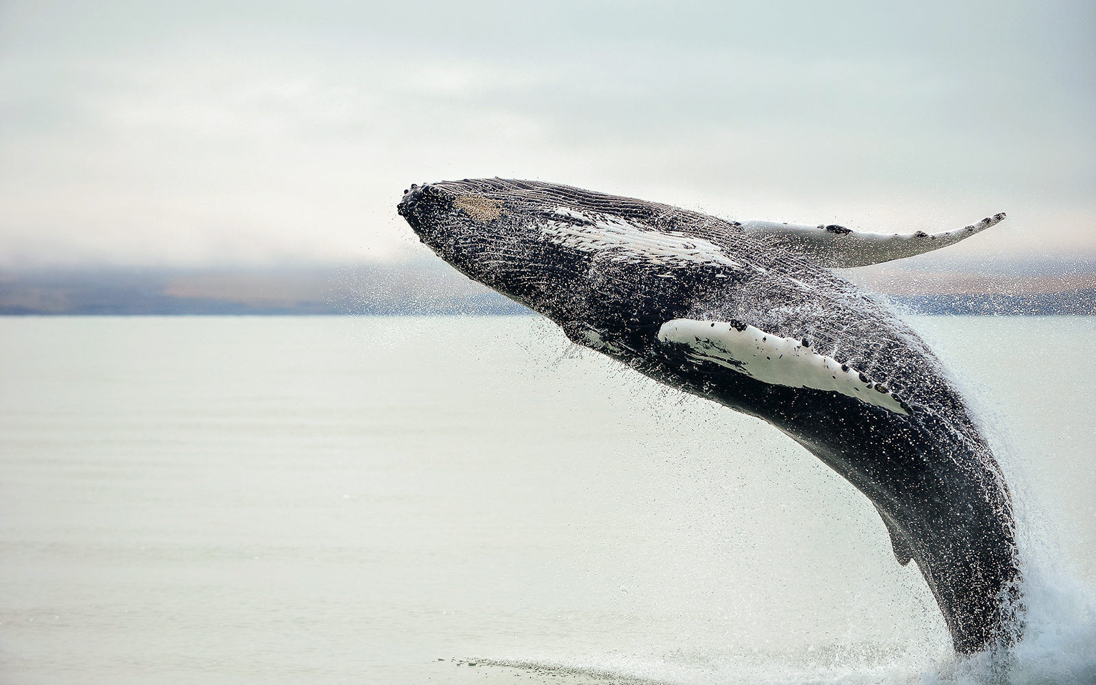 Sperm whale breaching ocean surface in a dramatic leap.