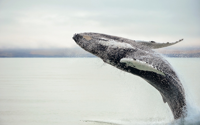Sperm whale breaching ocean surface in a dramatic leap.