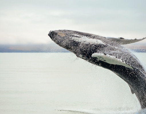 Sperm whale breaching ocean surface in a dramatic leap.