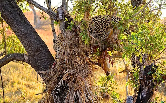 From Durban: Hluhluwe Imfolozi Big 5 Safari & Emdoneni Wild Cat Conservation Tour Image 8