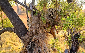 Cheetah in tree with prey at Hluhluwe Safari, South Africa.