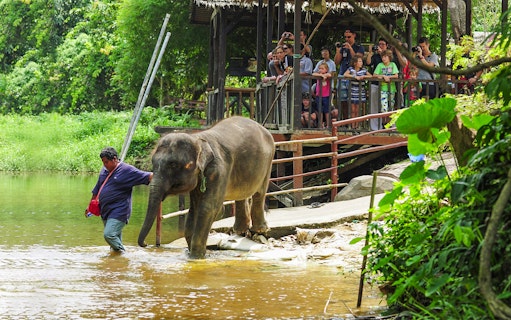 Elephant guided by a handler at Kuala Gandah Elephant Sanctuary with visitors watching.