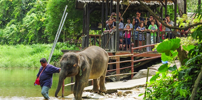 Elephant guided by a handler at Kuala Gandah Elephant Sanctuary with visitors watching.