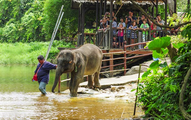 Elephant guided by a handler at Kuala Gandah Elephant Sanctuary with visitors watching.