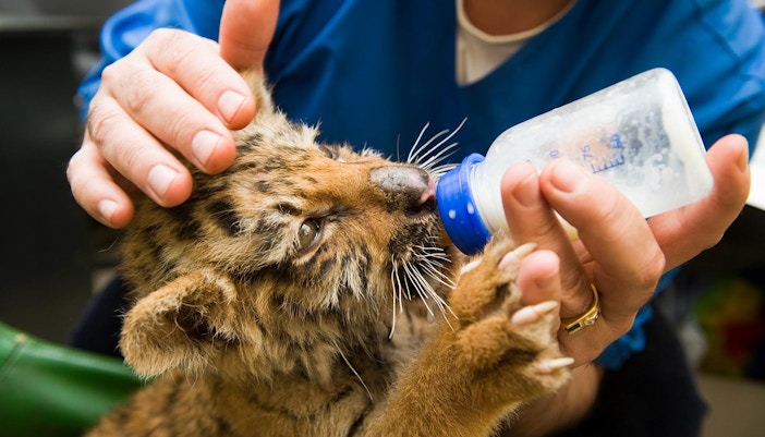 Tiger cub drinking milk from bottle at Barcelona zoo