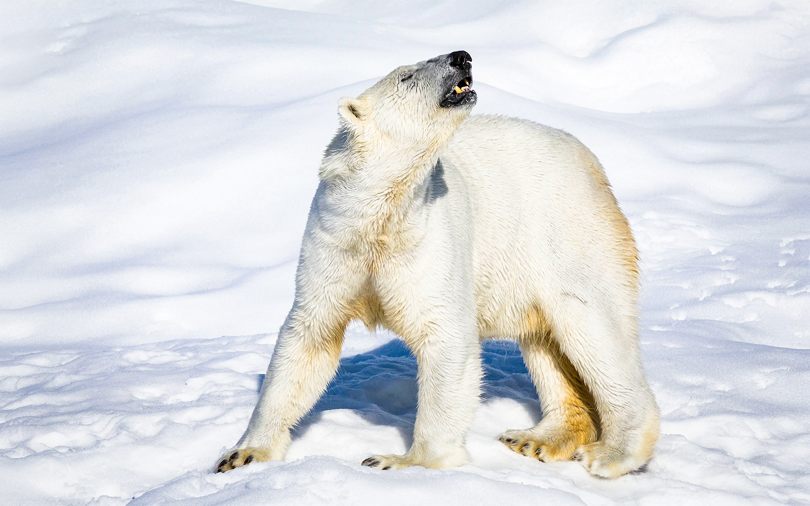 Polar bear standing on snow at Ranua Wildlife Park.