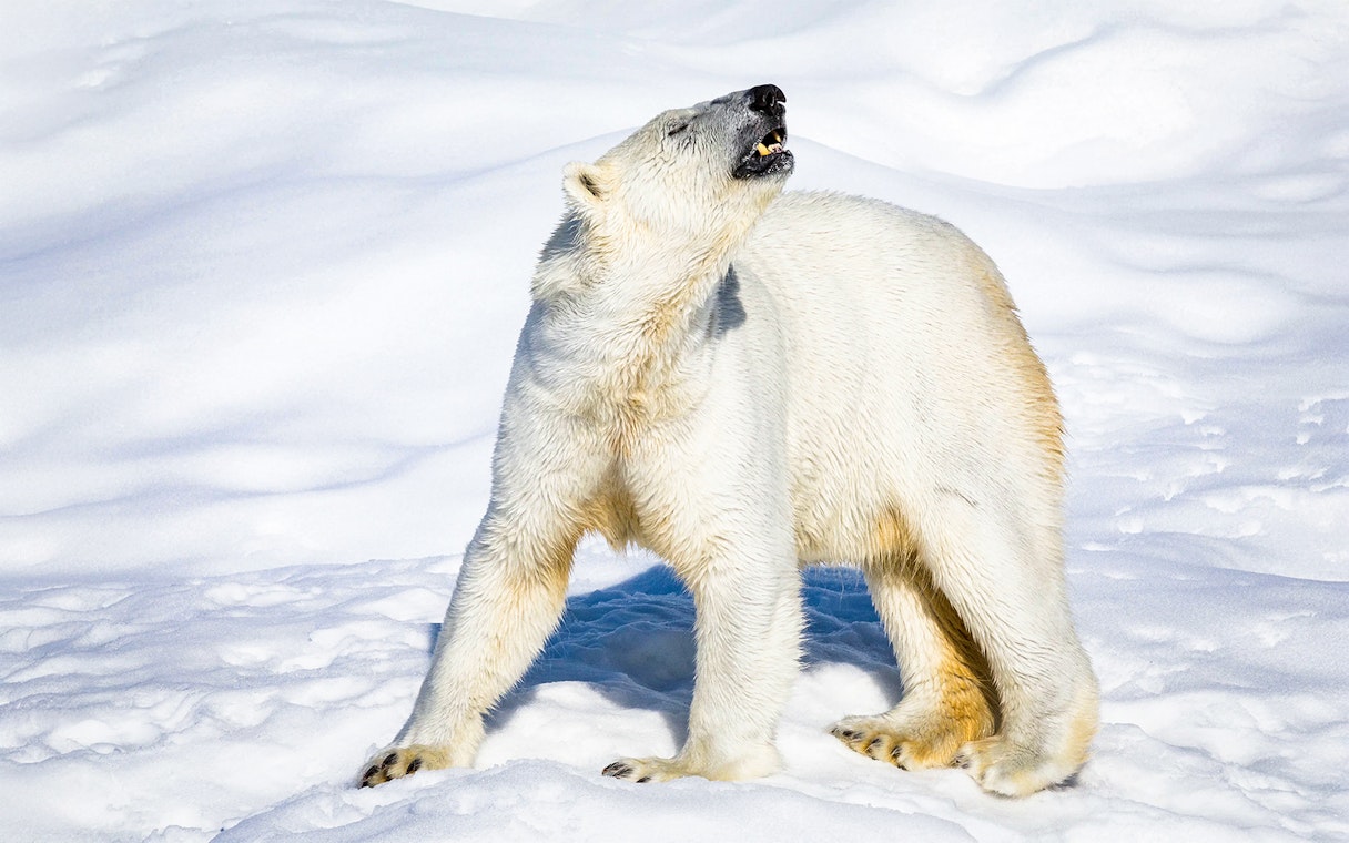 Polar bear standing on snow at Ranua Wildlife Park.