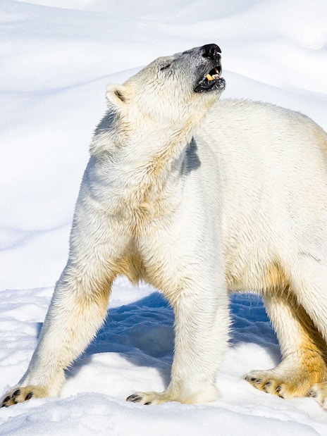 Polar bear standing on snow at Ranua Wildlife Park.