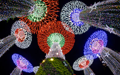 Supertree Grove illuminated at night during Singapore Night Tour.