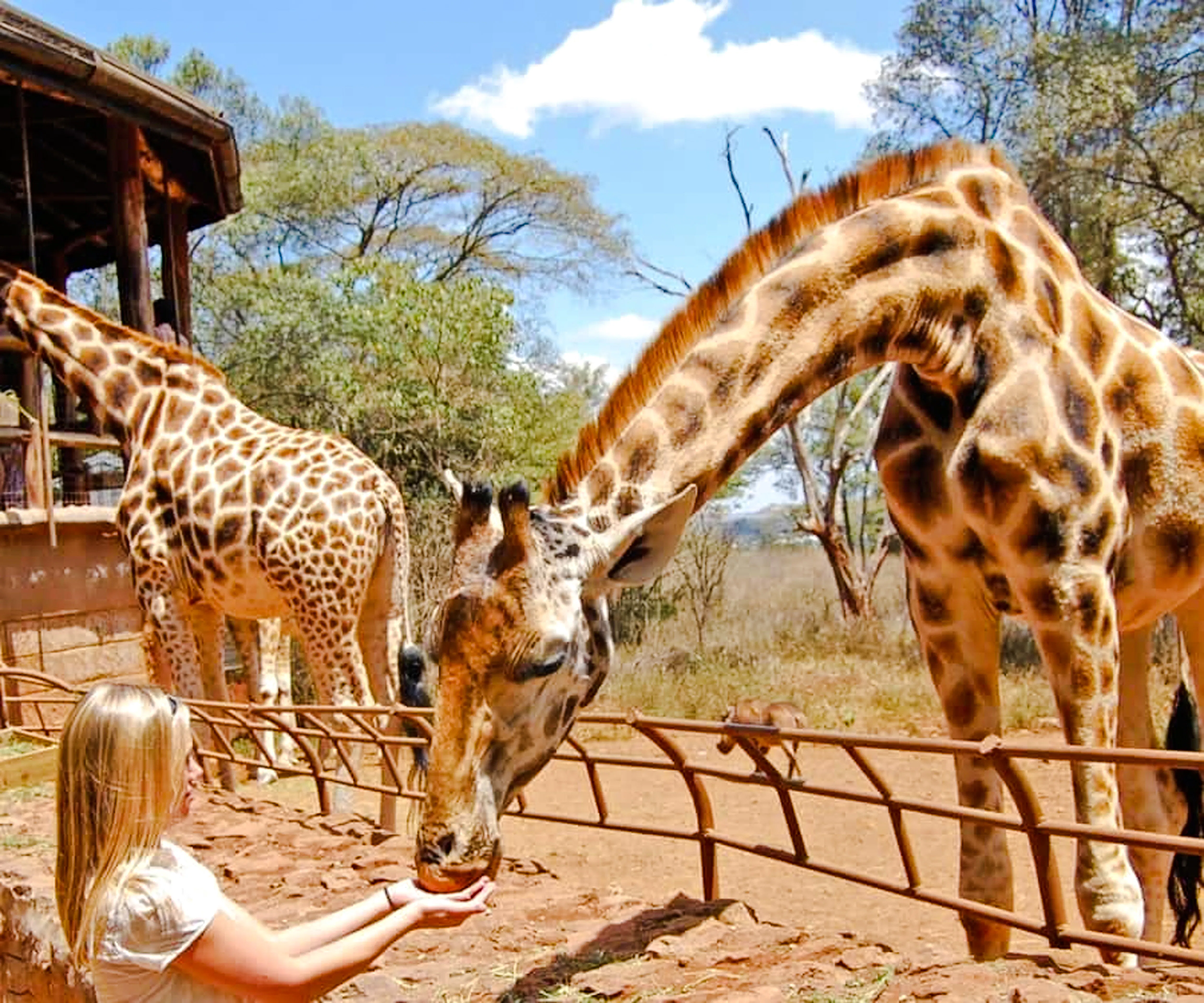 Giraffes interacting with visitors at the Giraffe Center in Nairobi.