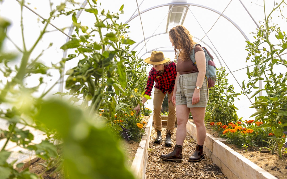 Guide explaining farming technique in greenhouse at Walter Peak.