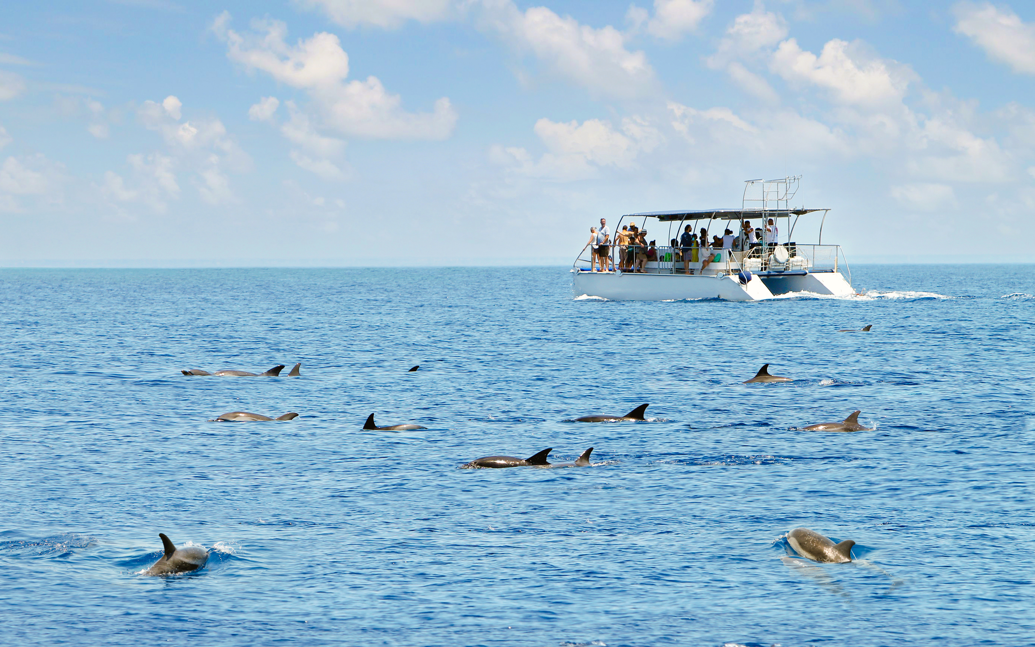 Boat with tourists watching dolphins in the ocean.