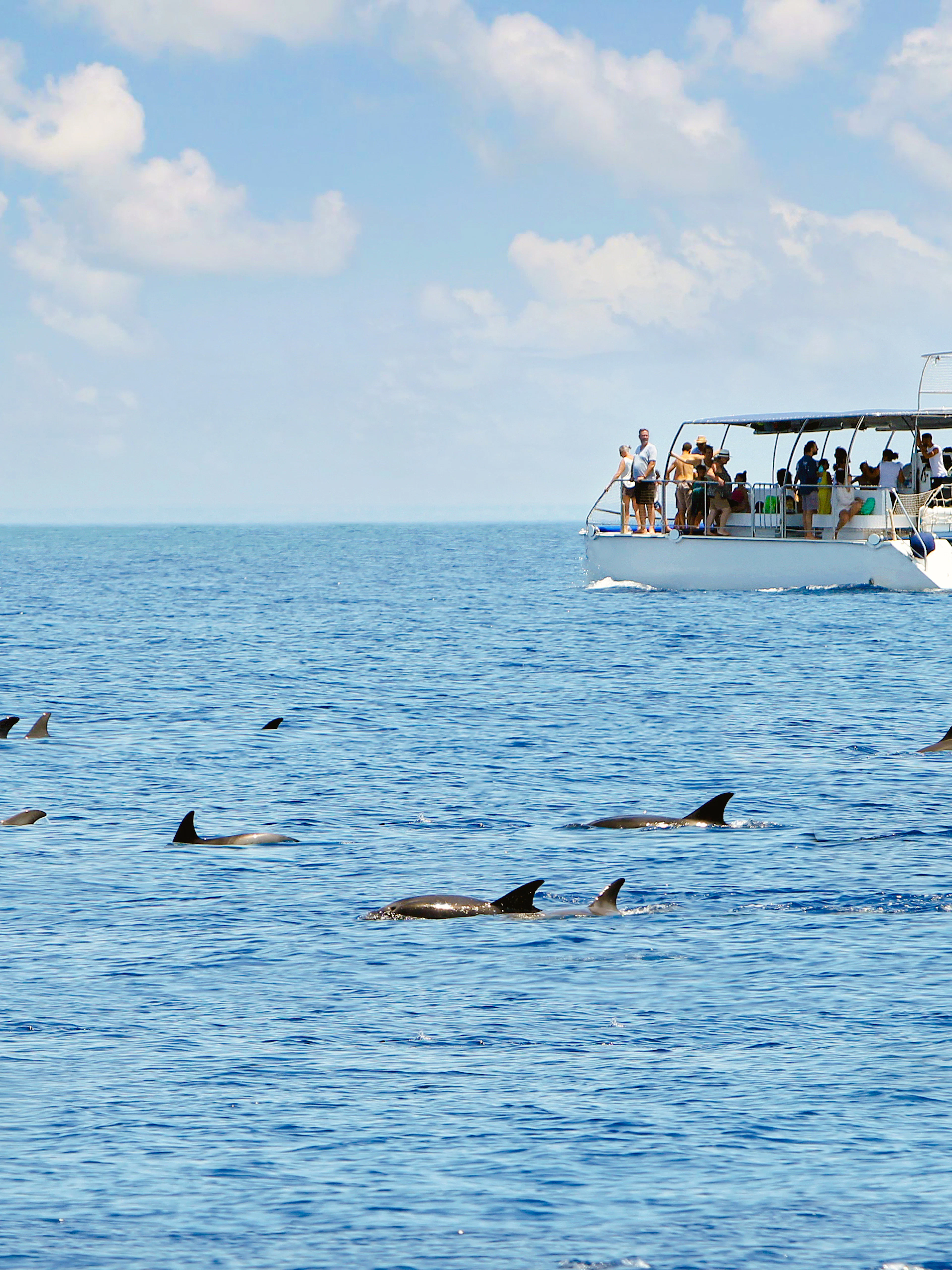 Boat with tourists watching dolphins in the ocean.