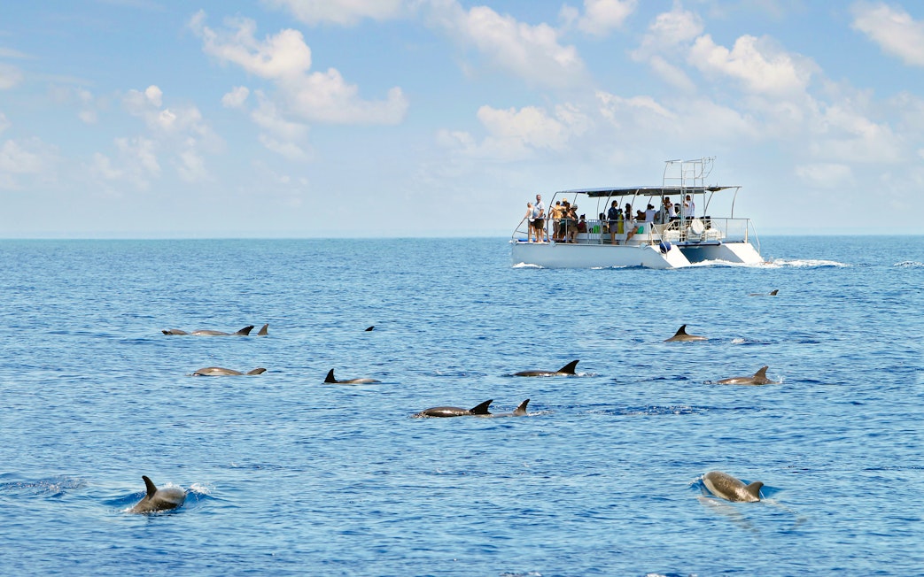 Boat with tourists watching dolphins in the ocean.