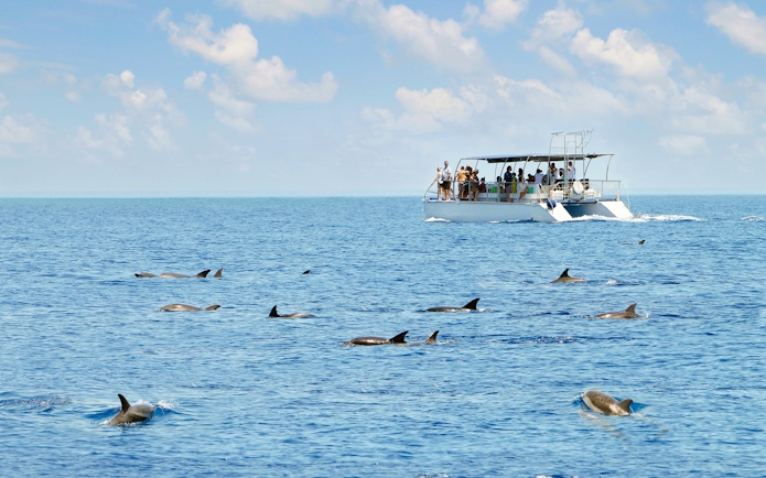 Boat with tourists watching dolphins in the ocean.