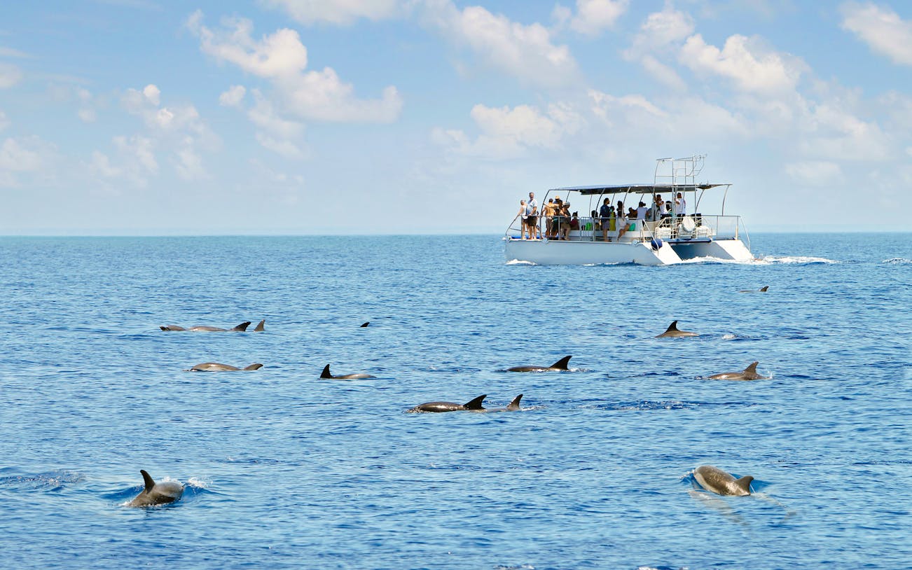 Boat with tourists watching dolphins in the ocean.