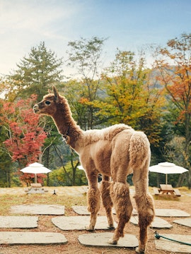 Alpaca standing on a stone path at Alpaca World with autumn trees in the background.