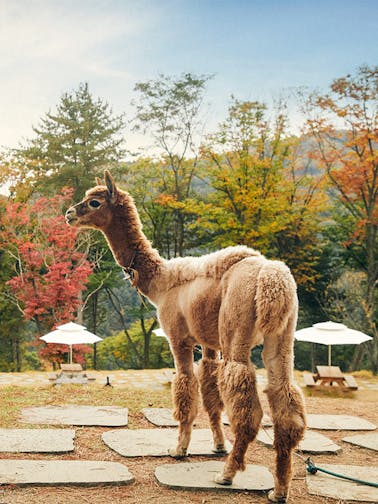 Alpaca World