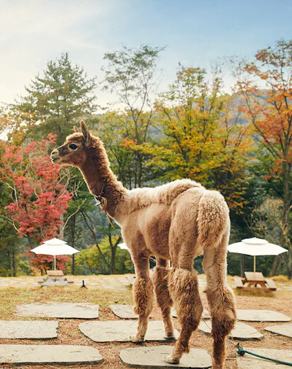Alpaca standing on a stone path at Alpaca World with autumn trees in the background.