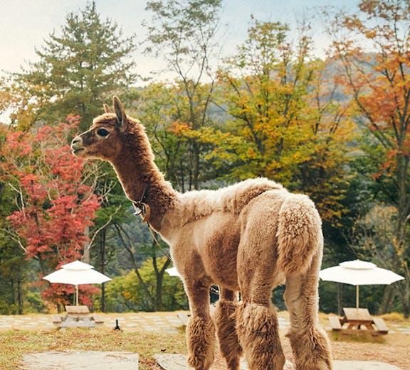 Alpaca standing on a stone path at Alpaca World with autumn trees in the background.