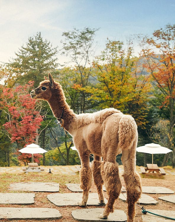 Alpaca standing on a stone path at Alpaca World with autumn trees in the background.
