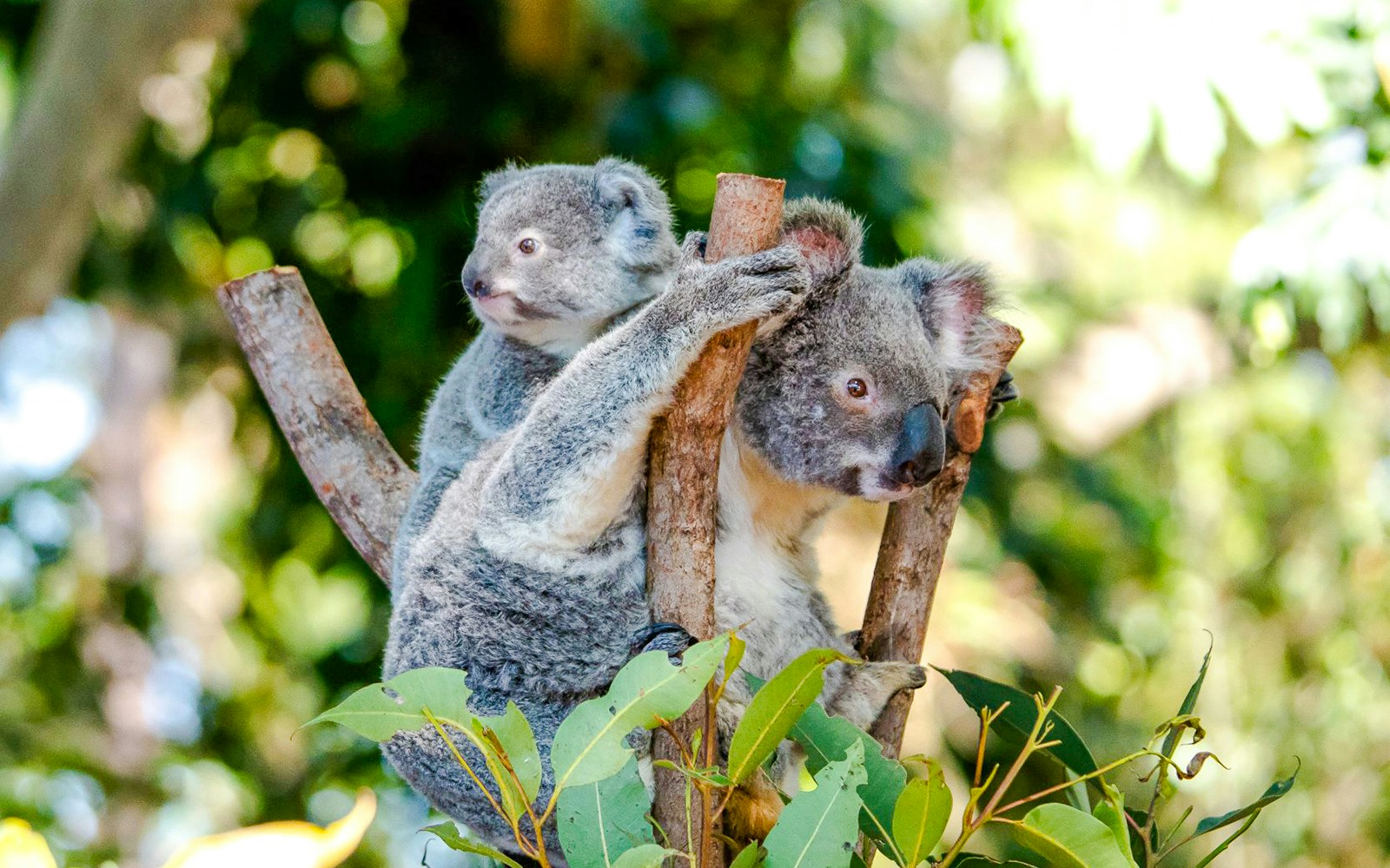 Koalas perched on a tree at Dreamworld, Gold Coast.