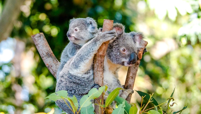Koala resting in a tree at Dreamworld, Gold Coast.